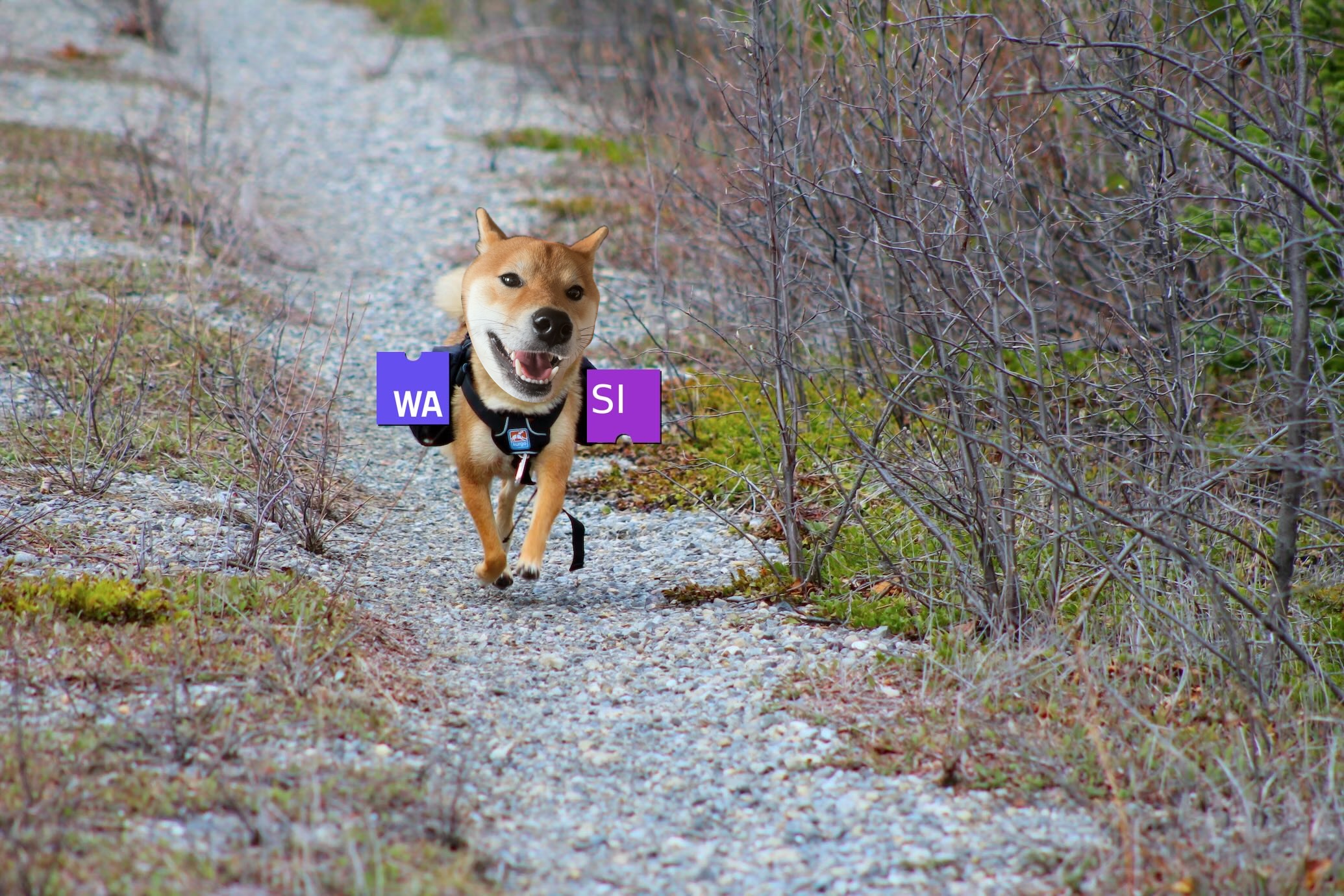 A Shiba inu running